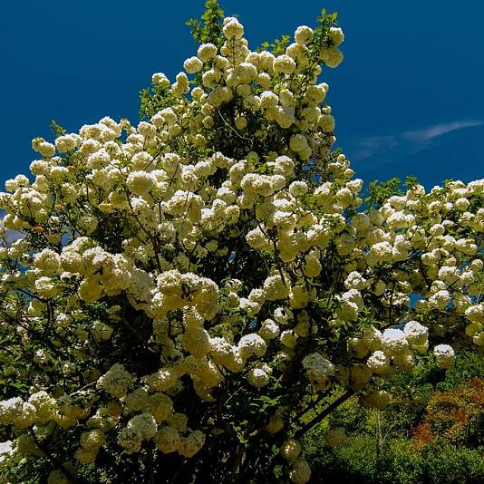 Viburnum opulus 'Compactum' 