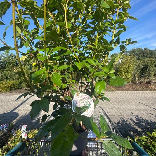 Viburnum tinus 