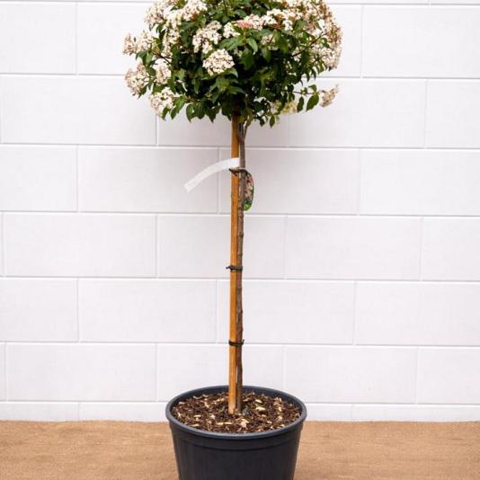 Viburnum tinus op stam 