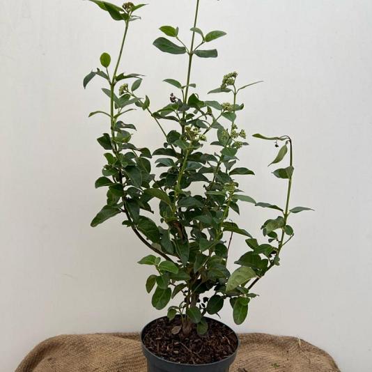 Viburnum tinus 'Lisarose' 