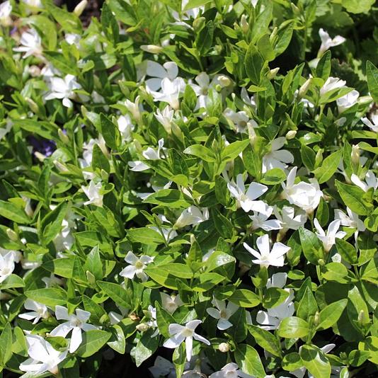 Vinca minor 'Gertrude Jekyll' 