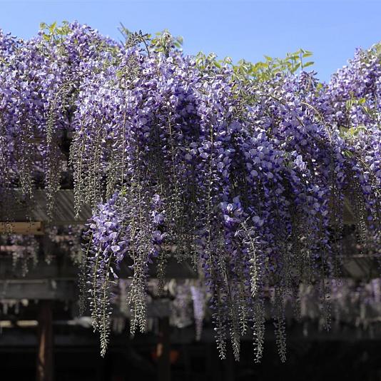 Wisteria sinensis 'Prolific' 
