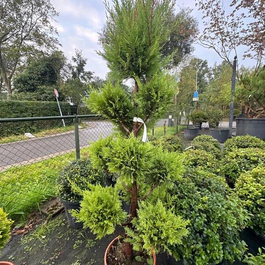 Cupressocyparis leylandii 'Vito' Ponpon 