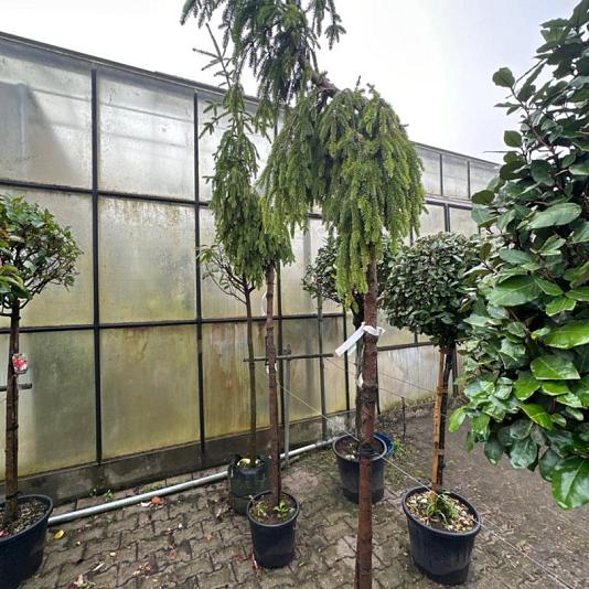 Picea abies 