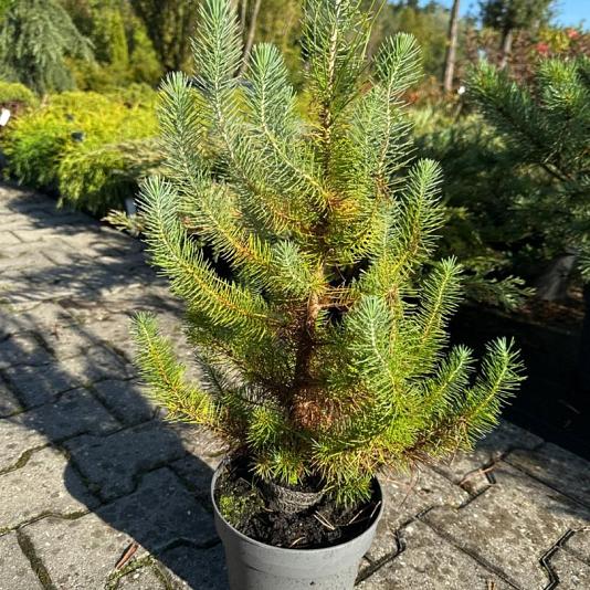 Pinus pinea 'Silver Crest' 