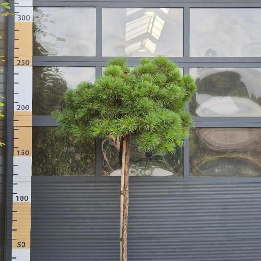 Pinus breviflora 