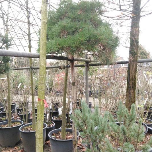 Pinus breviflora 