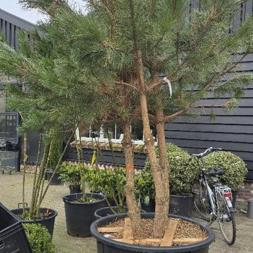 Pinus nigra Meerstammig 
