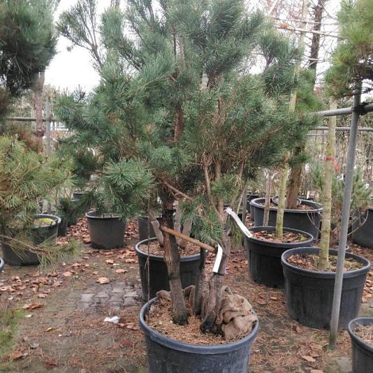 Pinus sylvestris Meerstammig 