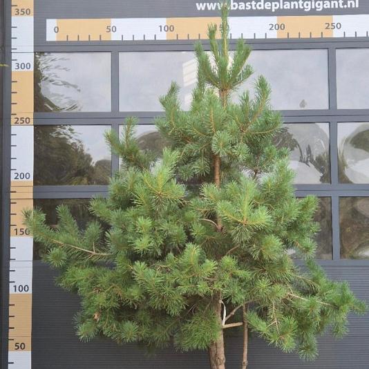 Pinus sylvestris Meerstammig 