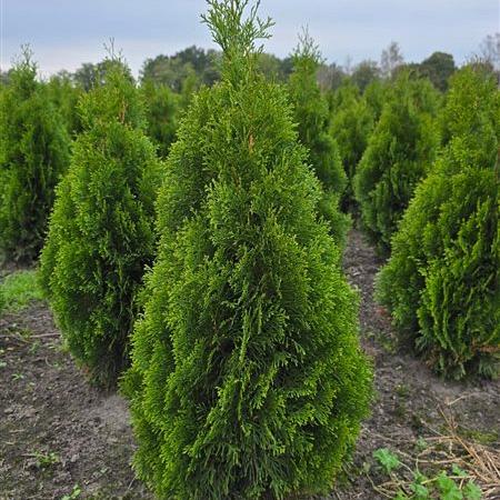 Thuja occ. 'Smaragd' 