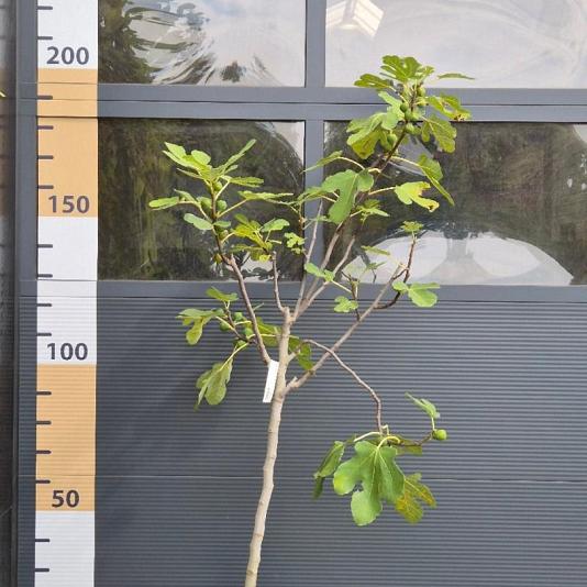 Ficus carica 'Brown Turkey' 