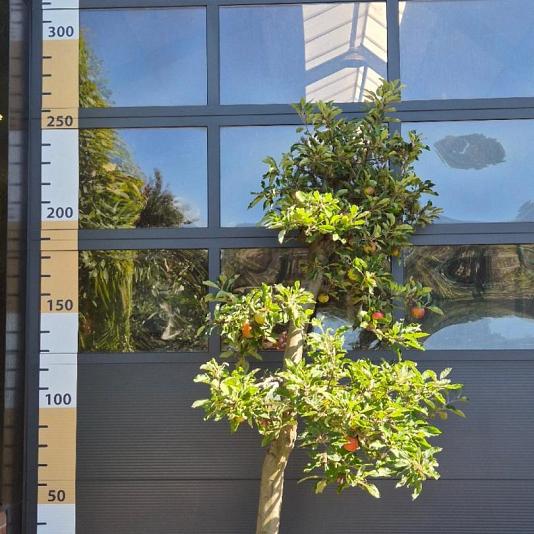Malus d. 'Elstar' Karakter 