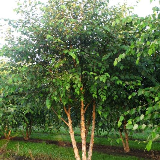 Betula nigra Meerstammig 
