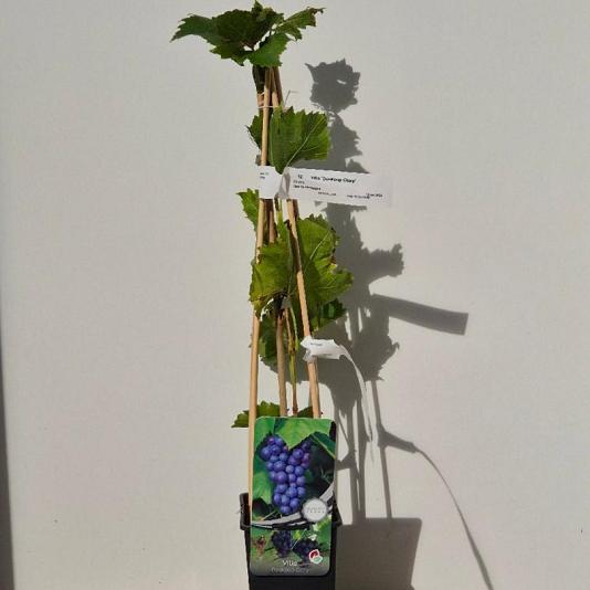 Vitis 'Boskoop Glory' 