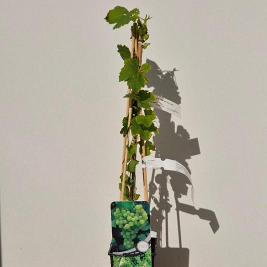 Vitis 'Vroege van der Laan' 