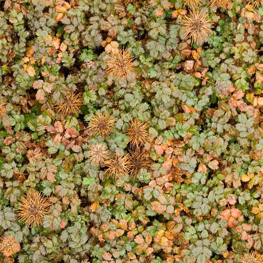 Acaena microphylla 'Kupferteppich' 