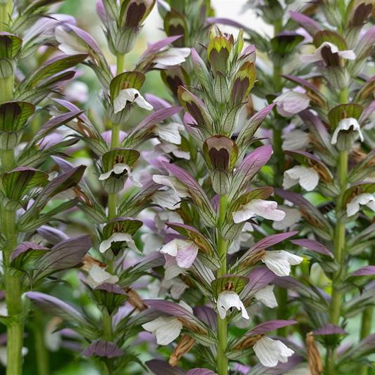 Acanthus mollis 