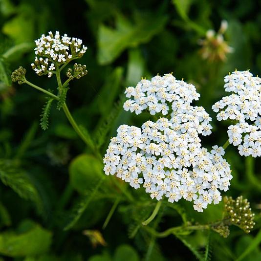 Achillea millefolium 