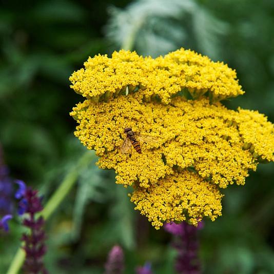 Achillea 'Coronation Gold' 