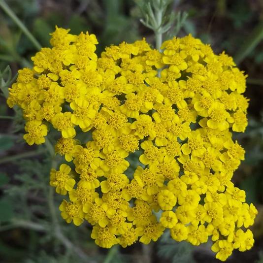 Achillea 'Credo' 