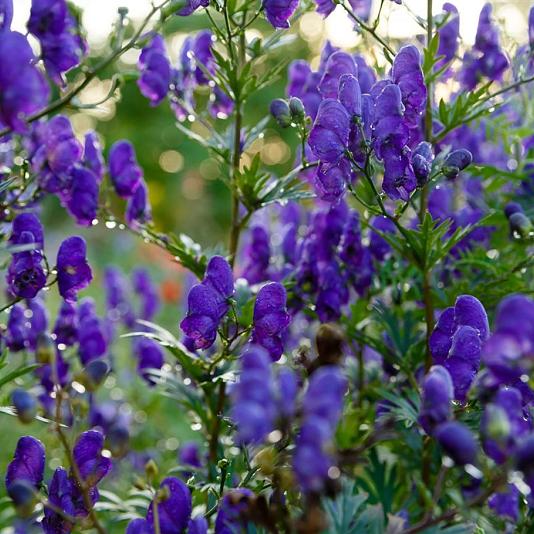 Aconitum henryi 'Spark's Variety' 