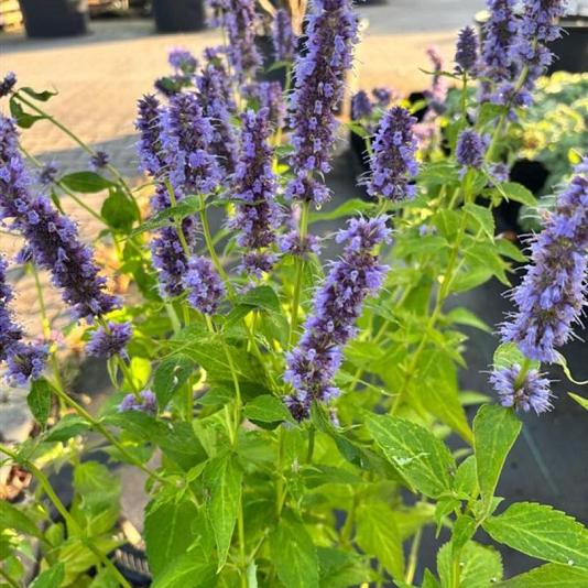 Agastache 'Blue Fortune' 