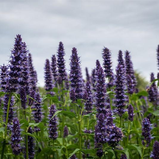 Agastache 'Black Adder' 