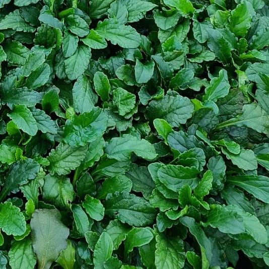 Ajuga reptans 