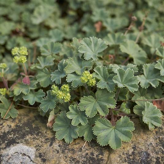 Alchemilla erythropoda 