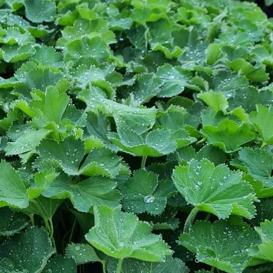 Alchemilla mollis 