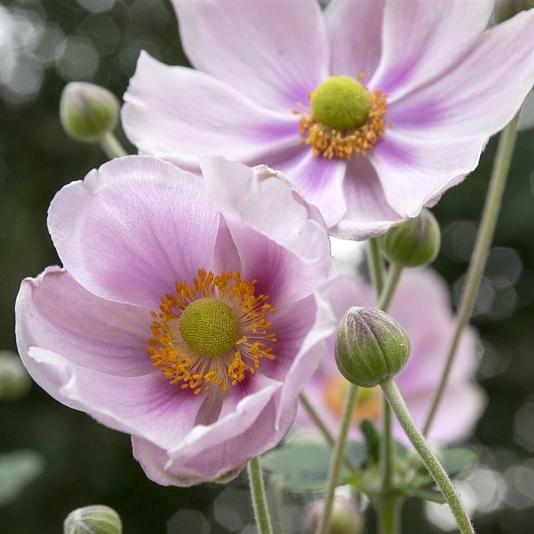 Anemone hup. 'September Charm' 