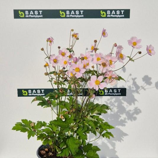 Anemone hybrida 