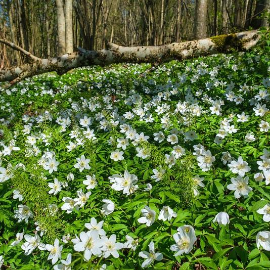 Anemone nemorosa 