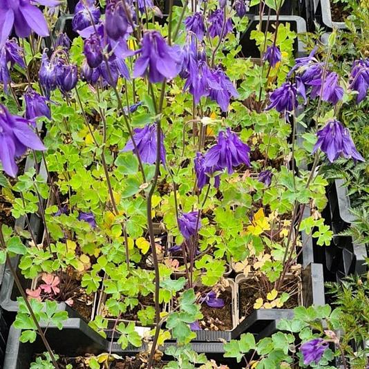 Aquilegia alpina 