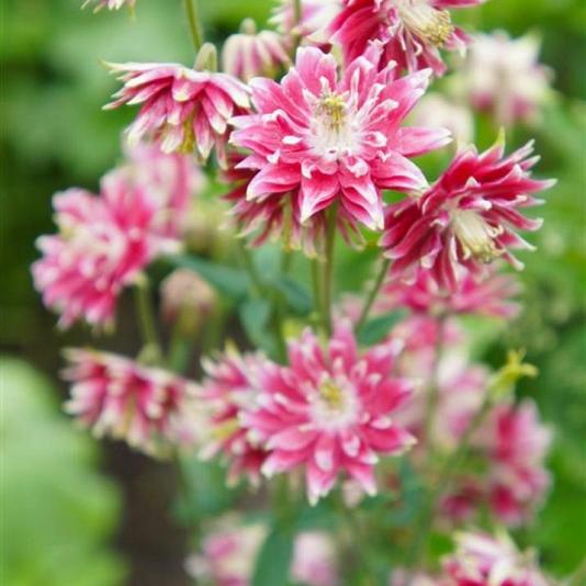 Aquilegia 'Nora Barlow' 