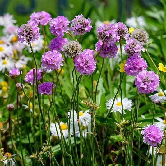 Armeria mar. 'Rosea' 