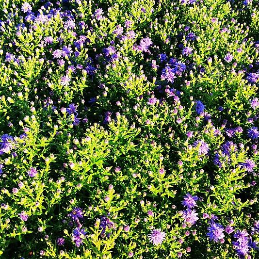 Aster (D) 'Prof. Anton Kippenberg' 