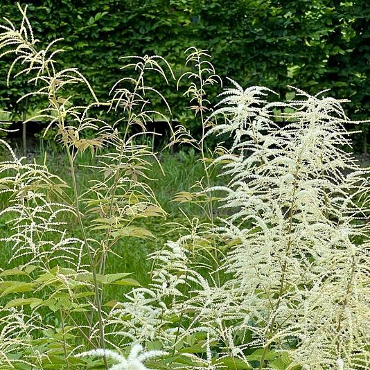 Aruncus aethusifolius 