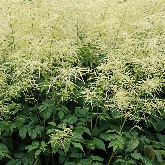 Aruncus dioicus 'Kneiffii' 