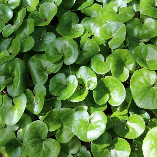Asarum europaeum 