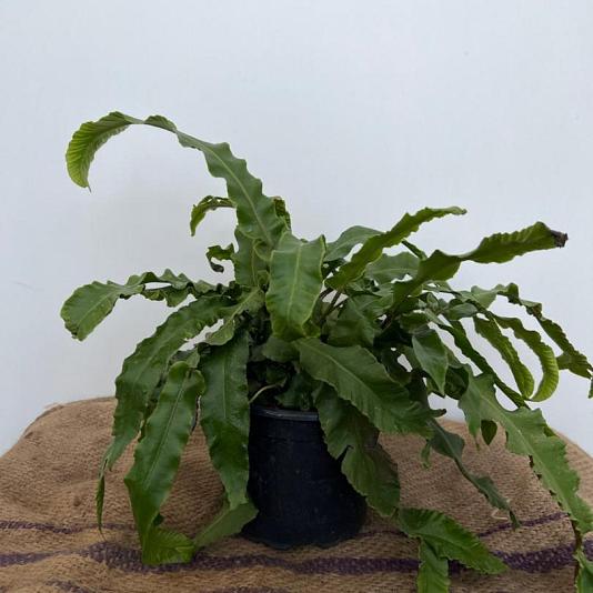 Asplenium scolopendrium 