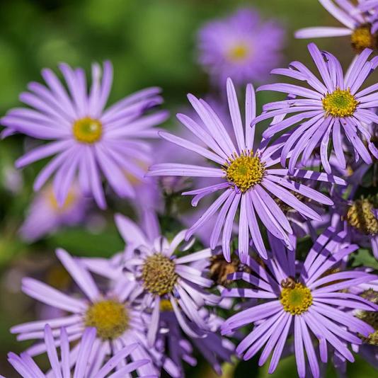 Aster amellus 'Rudolf Goethe' 