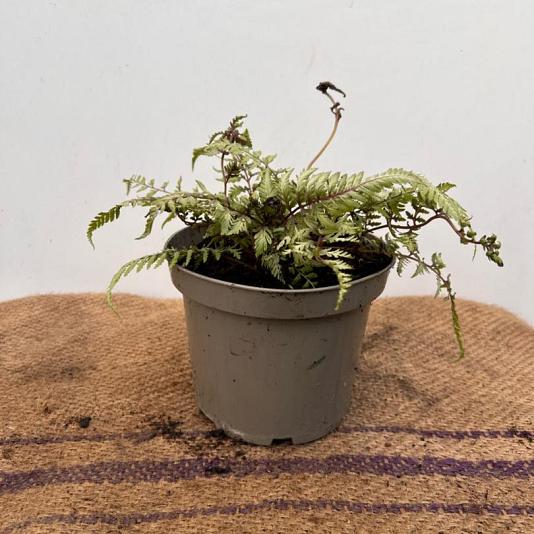 Athyrium niponicum 'Metallicum' 