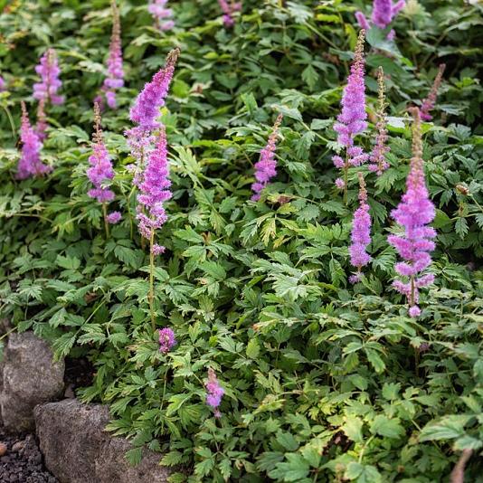 Astilbe chinensis 'Pumila' 