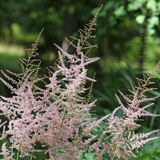 Astilbe (S) 'Sprite' 