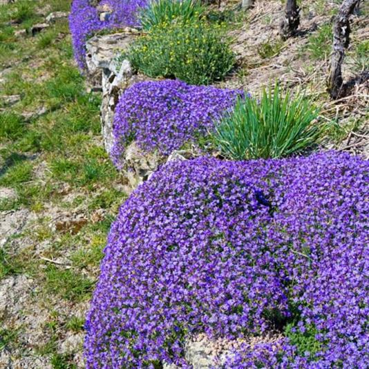 Aubrieta 'Cascade Blue' 