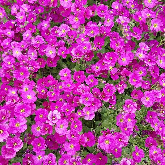 Aubrieta 'Cascade Red' 