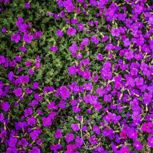 Aubrieta 'Hamburger Stadtpark' 