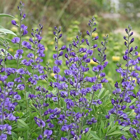 Baptisia australis 